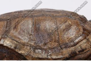 tortoise shell 0014